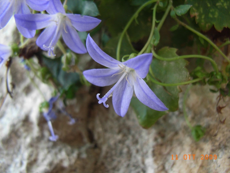 Campanula garganica / Campanula del Gargano